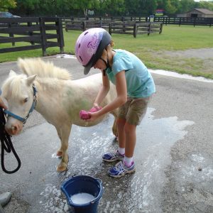 horse-bath